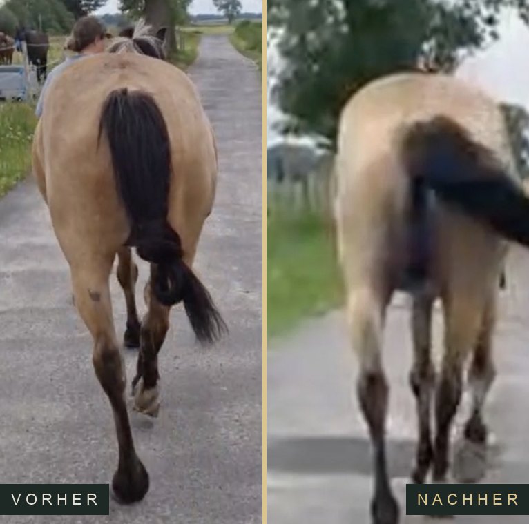 Vorher und Nachher: Hinterhand