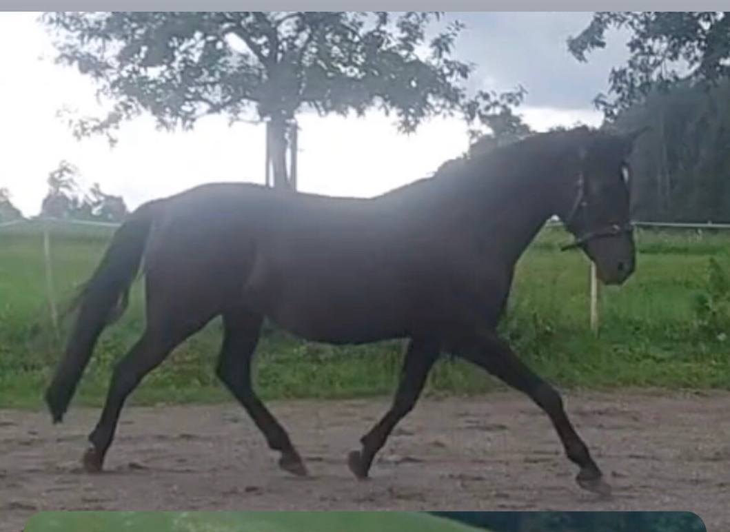 Onyx nachher