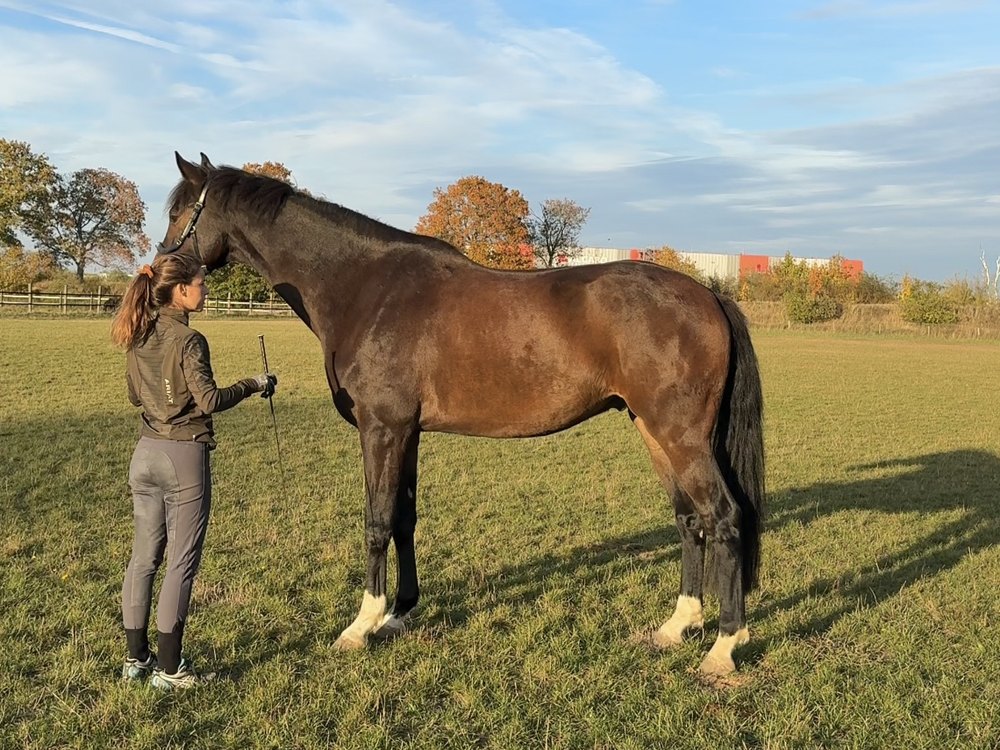 Romeo nachher auf der Weide